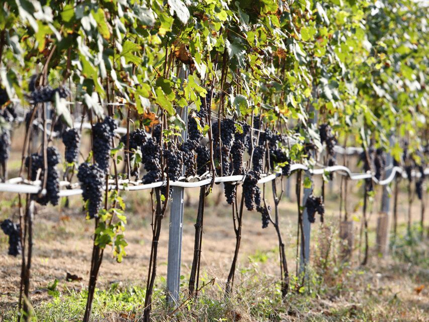 Organic Winery Visit near Turin with Wine & Food Tasting - The Wine Tasting Experience and Food Pairings