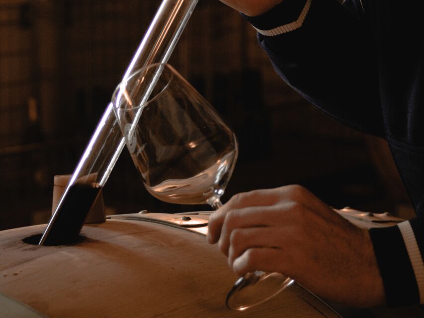 Organic Winery Visit & Wine Tasting with Food in Pavia - A Deeper Look: What to Expect from the Tour