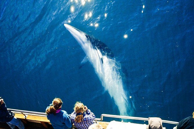 Original Carbon Neutral Whale Watching Tour from Húsavík - The Experience in Context: Why It Matters