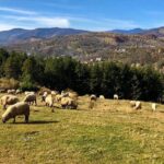 Original Carpathian Village Experience and Sinaia in one day tour - The Value of This Tour