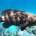 Original Snorkel and Sandbar Combo in Islamorada - FAQ