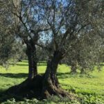 Oristano: Olive Tree Grove Guided Visit with Tasting - Practical Details and What to Expect
