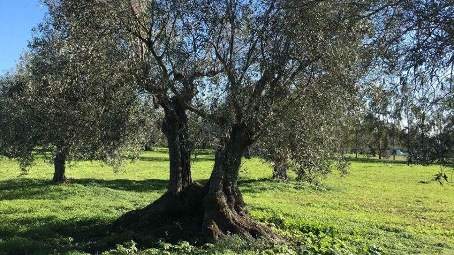 Oristano: Olive Tree Grove Guided Visit with Tasting - Practical Details and What to Expect