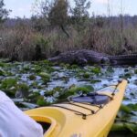 Orlando Alligator Experience: Day-Trip From Orlando - Who Will Appreciate This Tour?