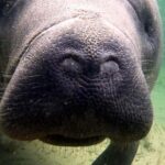 Orlando: Blue Springs Manatee Kayak Tour - Who Should Consider This Tour?