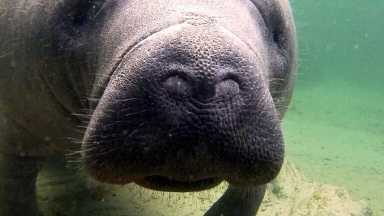 Orlando: Blue Springs Manatee Kayak Tour - Who Should Consider This Tour?