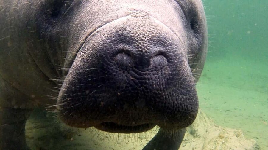 Orlando: Blue Springs Manatee Kayak Tour - Who Should Consider This Tour?