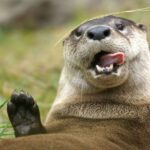 Orlando: Central Florida Zoo Skip-the-Line Ticket - Other Attractions and Additional Costs