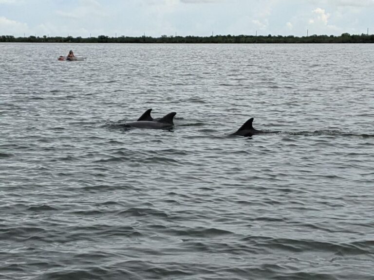 Orlando: Dolphin Clear Kayak or Paddle Board Adventure - An In-Depth Look at the Experience