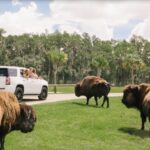 Orlando: Drive-Thru Safari Park at Wild Florida - Final Thoughts