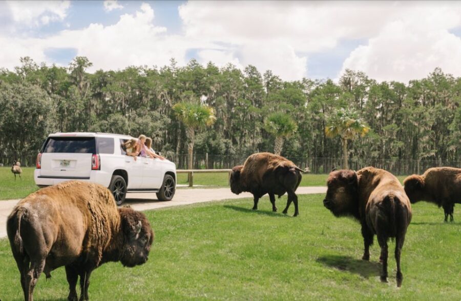 Orlando: Drive-Thru Safari Park at Wild Florida - Final Thoughts