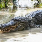 Orlando: Gatorland Skip-the-Line Ticket - A Detailed Look at Gatorland in Orlando