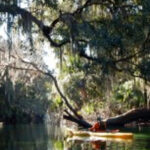 Orlando: Kayaking Tour with Manatee Encounter - The Practicalities – What’s Included and How to Prepare