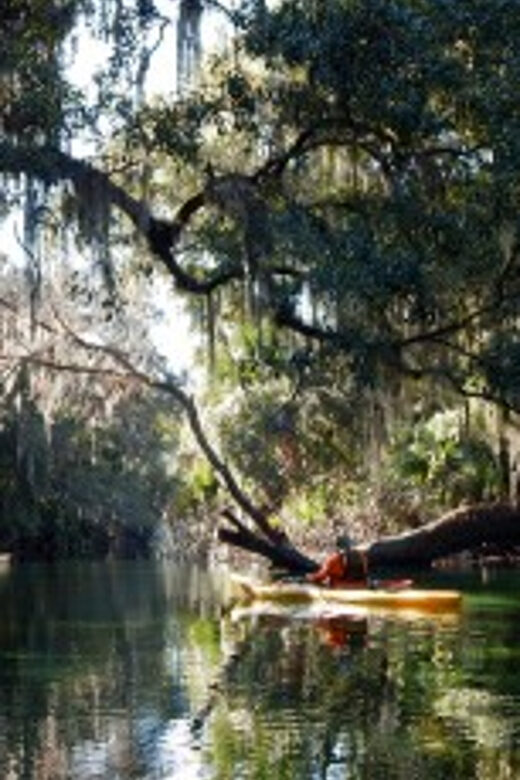 Orlando: Kayaking Tour with Manatee Encounter