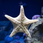 Orlando: Madame Tussauds and SEA LIFE Aquarium Combo Ticket - The Sum Up