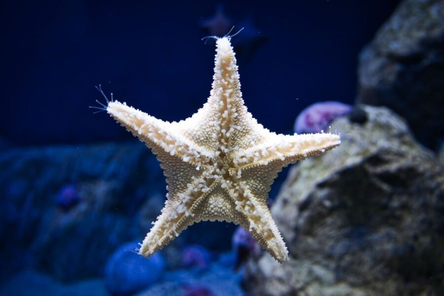 Orlando: Madame Tussauds and SEA LIFE Aquarium Combo Ticket - The Sum Up