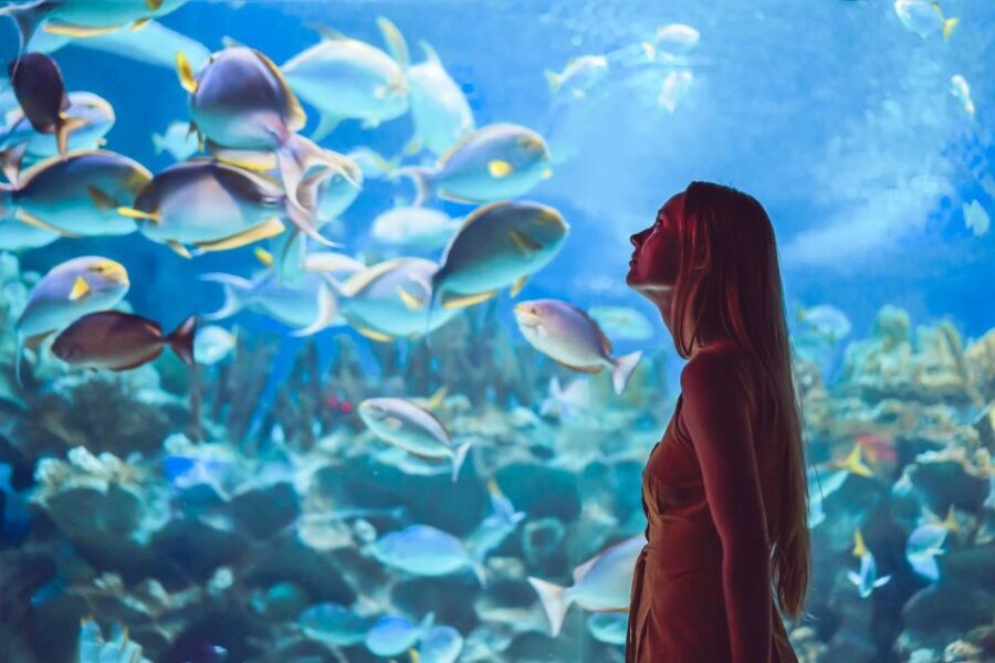 Orlando: SEA LIFE Orlando Aquarium - In-Depth Look at the Experience