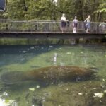 Orlando: Swim with Manatees and Homosassa State Park Visit - The Practical Side: What to Expect and Tips for Travel