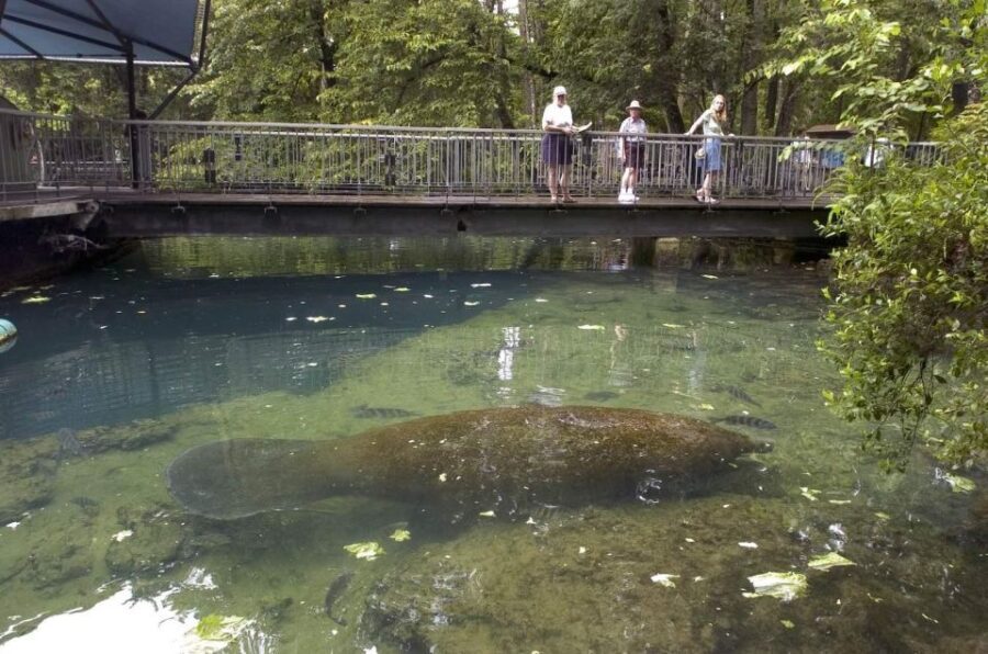 Orlando: Swim with Manatees and Homosassa State Park Visit - The Practical Side: What to Expect and Tips for Travel