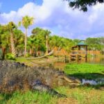 Orlando: Wild Florida Park Ticket and Gator Shows - Authentic Experiences and Visitor Feedback