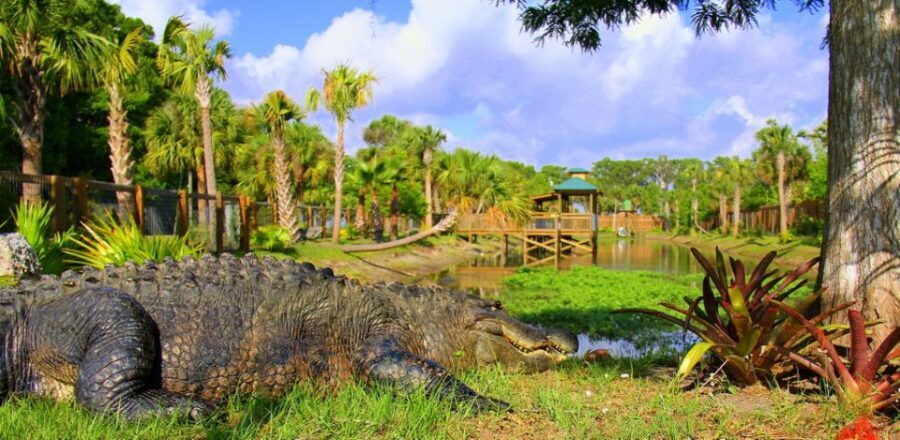 Orlando: Wild Florida Park Ticket and Gator Shows - Authentic Experiences and Visitor Feedback