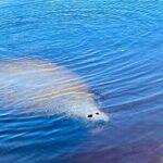 Ormond Beach Manatee and Nature Tour Kayaking or Paddle Boarding - The Experience in Detail