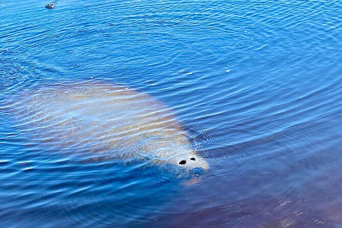 Ormond Beach Manatee and Nature Tour Kayaking or Paddle Boarding