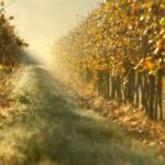 Orvieto: visit and wine tasting at Castello di Corbara - Final Thoughts