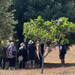 Ostuni: Farm tour among thousand-year-old olive trees with oil tasting - Frequently Asked Questions