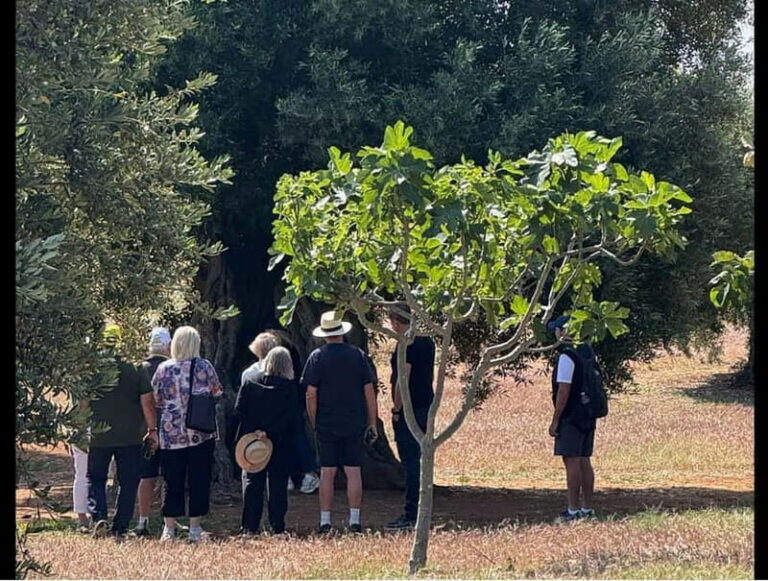 Ostuni: Farm tour among thousand-year-old olive trees with oil tasting - Frequently Asked Questions