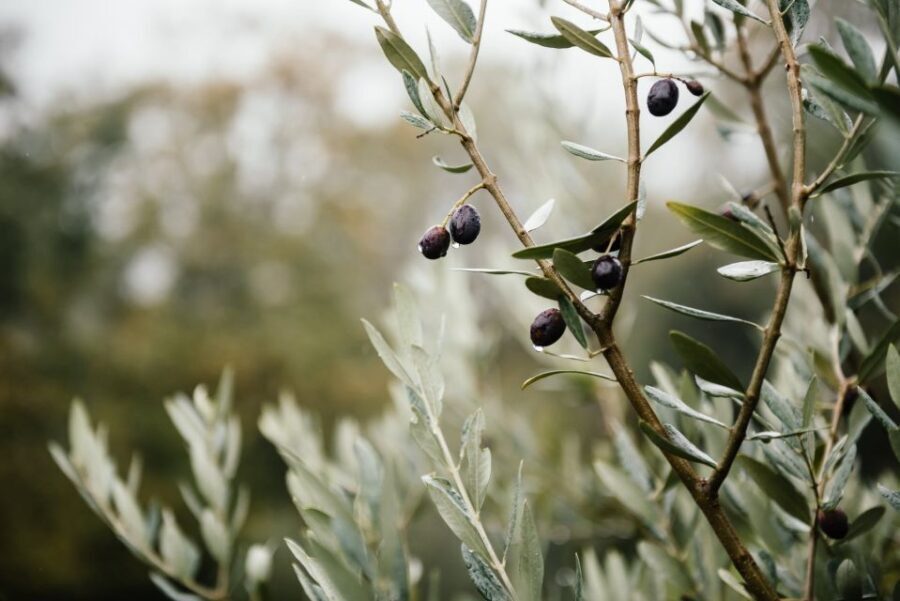 Ostuni: Olive Oil Tasting Tour - A Closer Look at the Experience