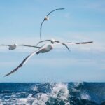 Otago Harbour Wildlife Cruise (Dunedin Shore Excursion) - Breakdown of the Itinerary