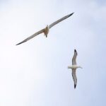 Otago Peninsula In-Depth Tour & Blue Penguins Pukekura Experience - Frequently Asked Questions