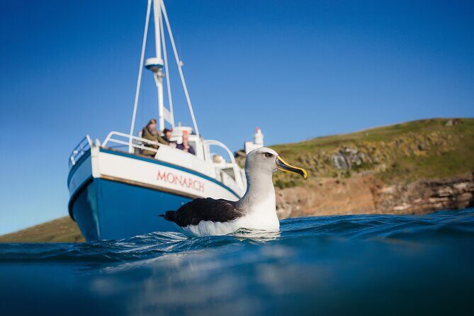 Otago Peninsula Wildlife Cruise with Monarch - In-Depth Review of the Otago Peninsula Wildlife Cruise