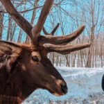 Ottawa: Private Wildlife Adventure Safari in Parc Omega - Who Should Consider This Tour?
