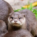 Otter Experience at Melbourne Zoo - excl. entry - An in-depth look at the Otter Experience