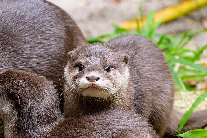 Otter Experience at Melbourne Zoo - excl. entry - An in-depth look at the Otter Experience