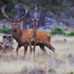 Otterlo: De Hoge Veluwe National Park Entry Ticket - An Overview of Your Experience at De Hoge Veluwe