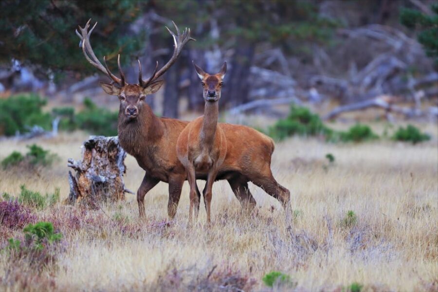 Otterlo: De Hoge Veluwe National Park Entry Ticket - An Overview of Your Experience at De Hoge Veluwe