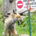 OUR FANTASTIC NATIONAL PARK! - Exploring Gran Paradiso: A Complete Guide