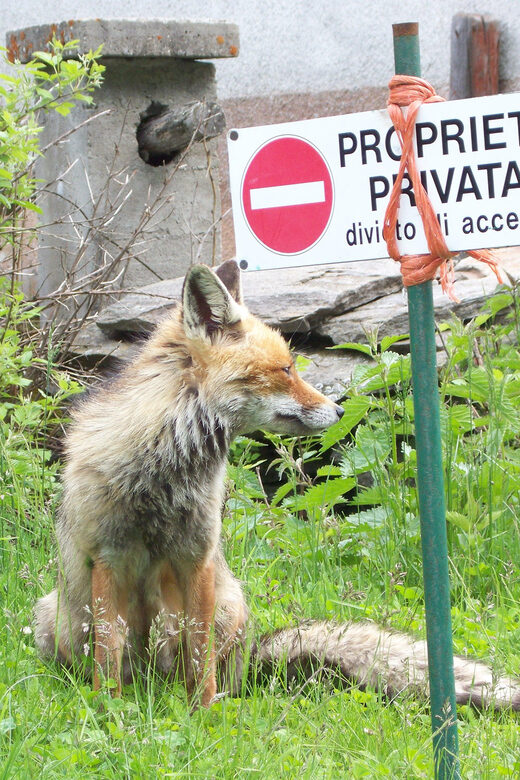 OUR FANTASTIC NATIONAL PARK! - Exploring Gran Paradiso: A Complete Guide