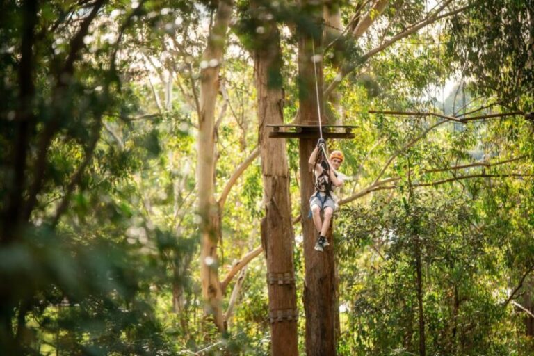 Ourimbah: Central Coast Treetops Adventure Tree Ropes Course - The Experience in Detail