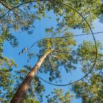 Ourimbah: Central Coast Zipcoaster - The Value and Why It’s Worth Considering
