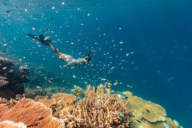Outer Great Barrier Reef Snorkel Adventure in Airlie Beach - Why This Tour Represents Good Value