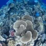 Outer Reef Mackay Cay Sail & Snorkel Adventure from Port Douglas - Pricing and Value