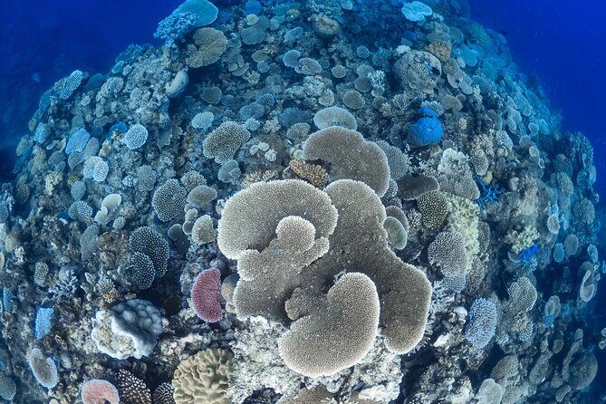 Outer Reef Mackay Cay Sail & Snorkel Adventure from Port Douglas - Pricing and Value