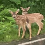 OVER THE TOP TOURS city highlights, wildlife and more! - Transportation, Group Size, and Timing