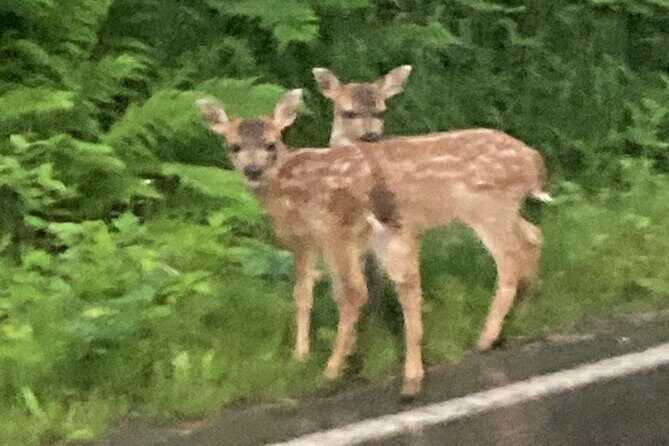 OVER THE TOP TOURS city highlights, wildlife and more! - Transportation, Group Size, and Timing