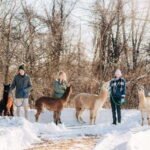 Oxford County, ON: Alpaca Farm Walk & Learning Experience - Is It Worth the Price?