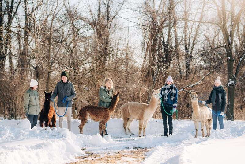 Oxford County, ON: Alpaca Farm Walk & Learning Experience - Is It Worth the Price?
